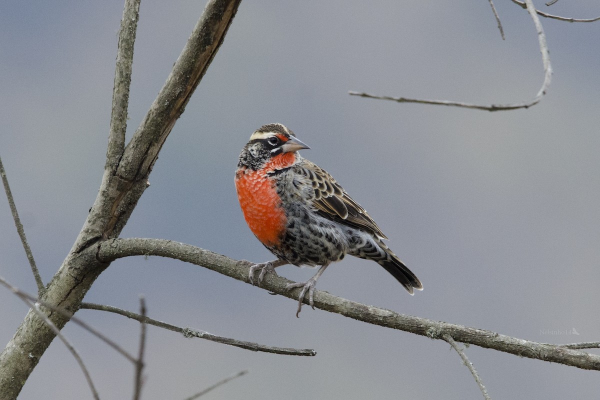 Peruvian Meadowlark - ML113113521