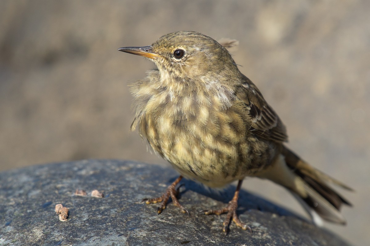 Rock Pipit - Al Božič