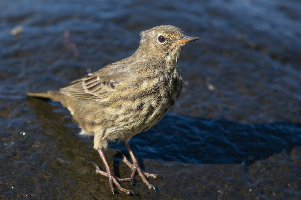 Rock Pipit - Al Božič