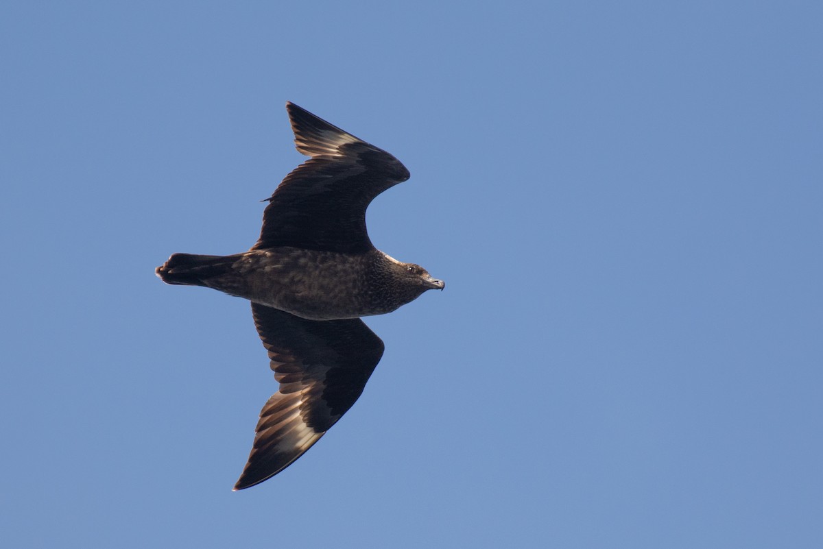 Great Skua - Al Božič