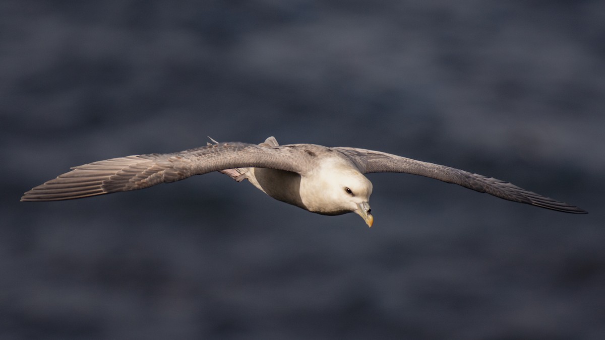 Northern Fulmar - Al Božič