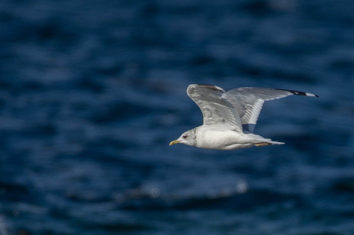 Common Gull - ML113115051