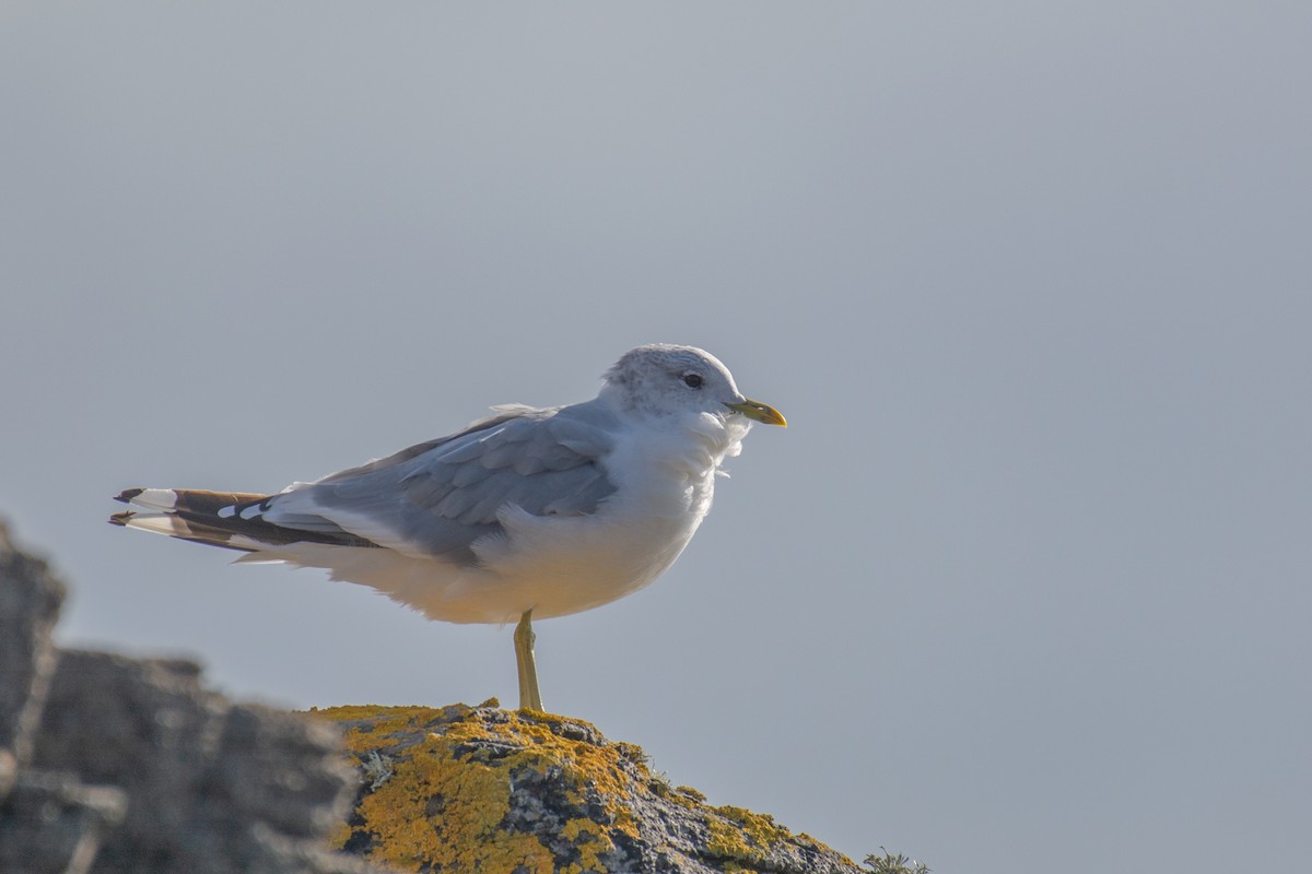 Common Gull - ML113115091