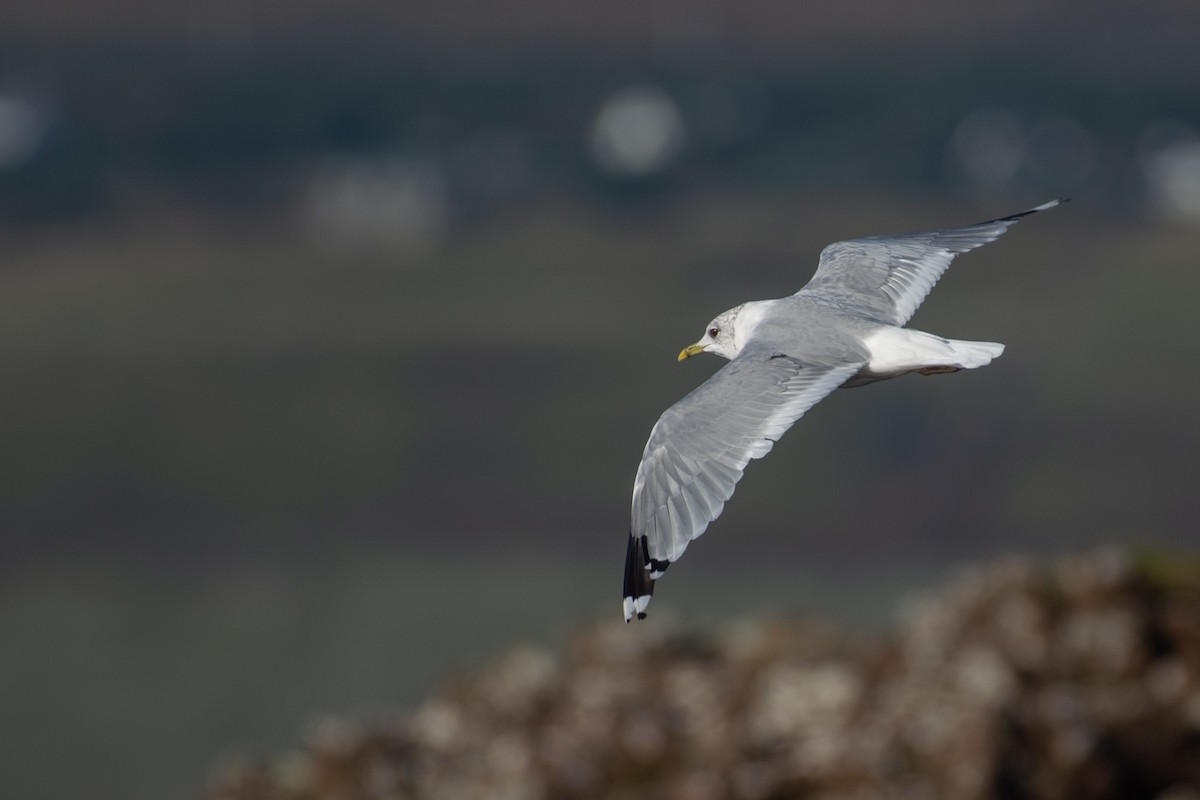 Common Gull - ML113115111