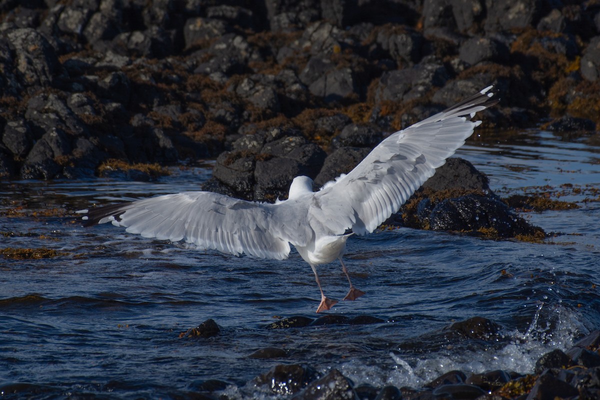 Gaviota Argéntea - ML113115191