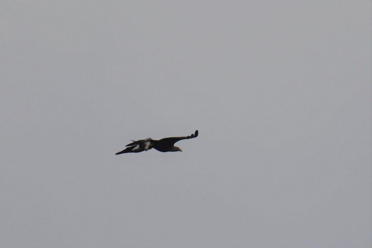 White-tailed Eagle - ML113115231