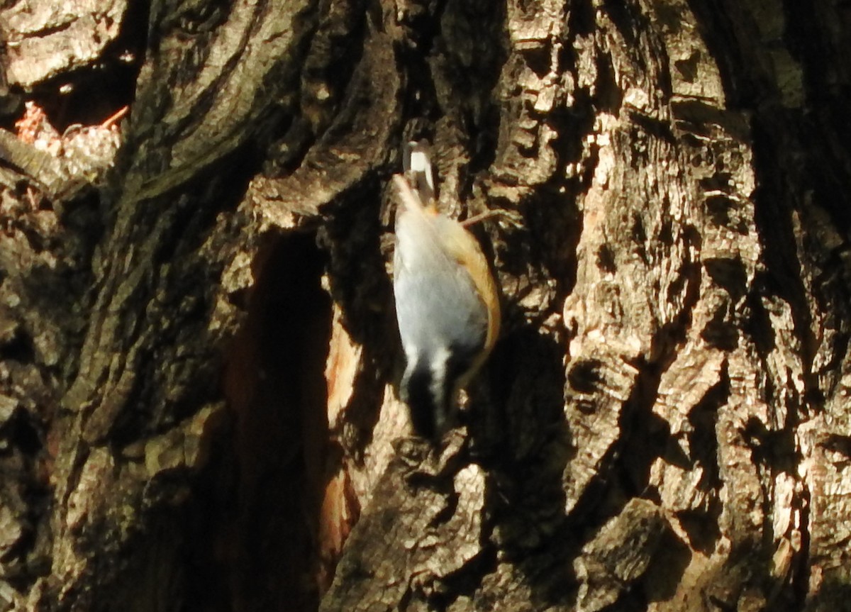 Red-breasted Nuthatch - ML113115701