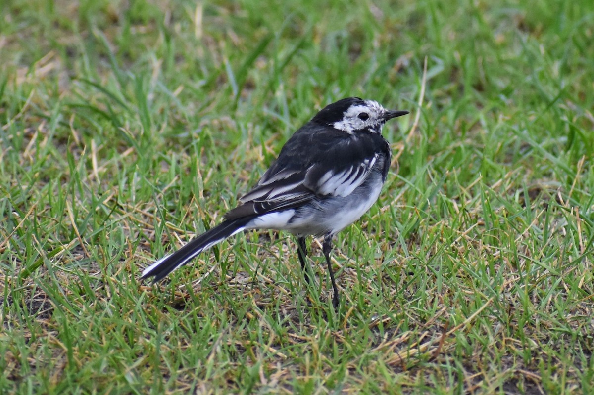 White Wagtail (British) - Nathan O'Reilly