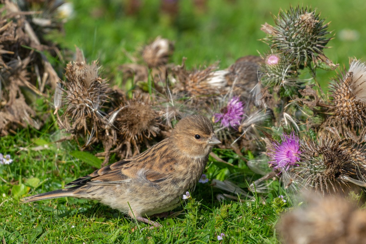 Eurasian Linnet - ML113116171