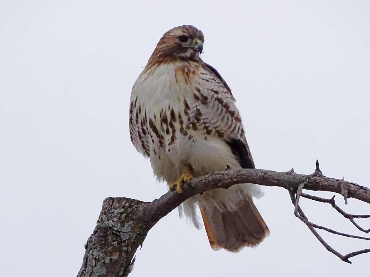 Red-tailed Hawk - Keith Wickens