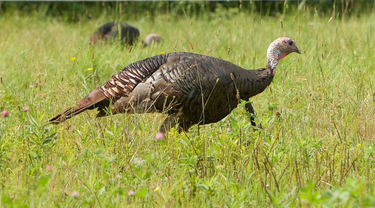 Wild Turkey - Robert Bruss