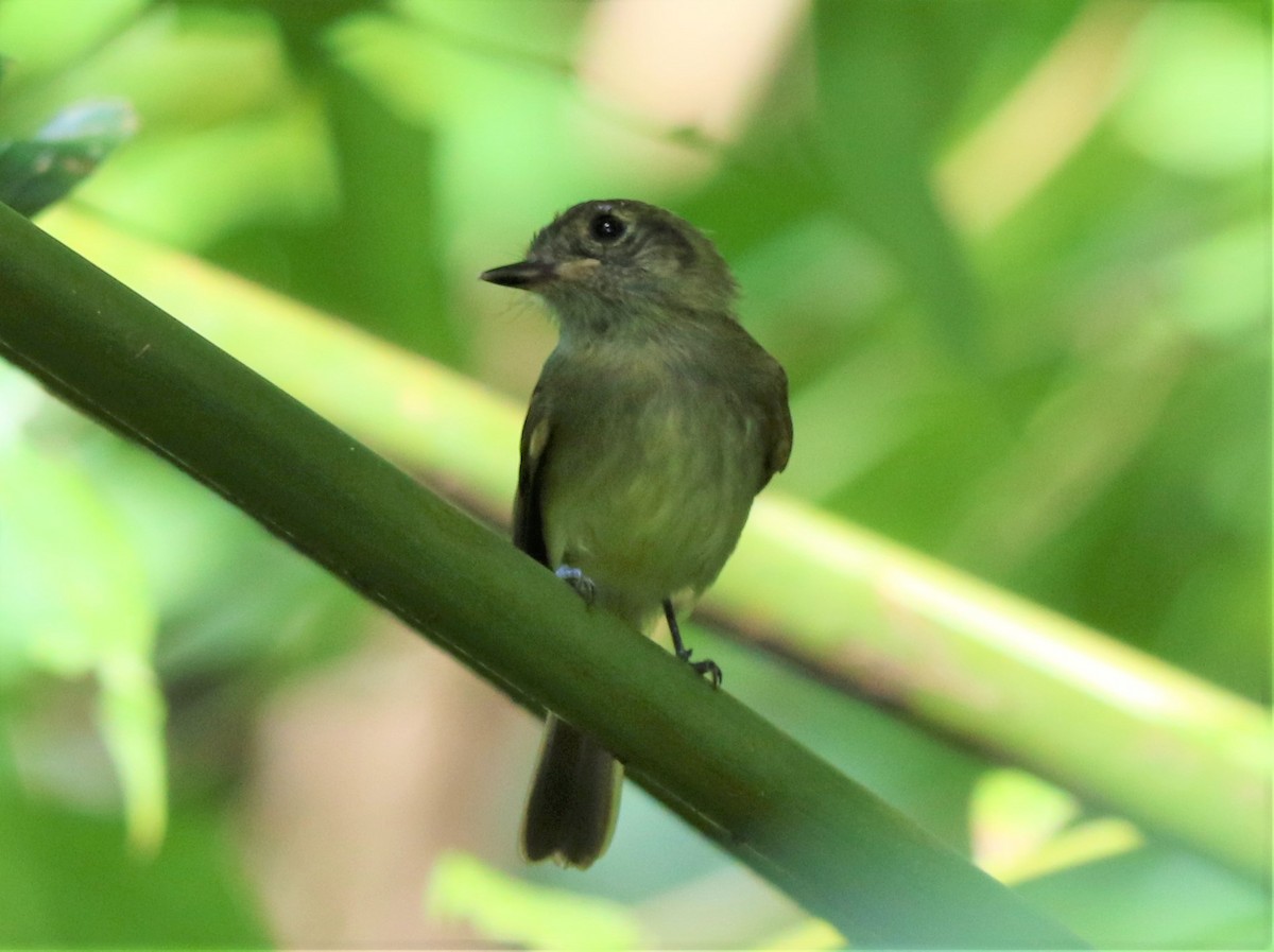 Sepia-capped Flycatcher - ML113117021