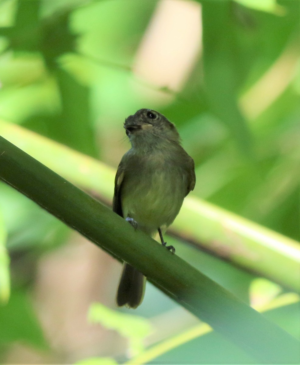 Sepia-capped Flycatcher - ML113117031