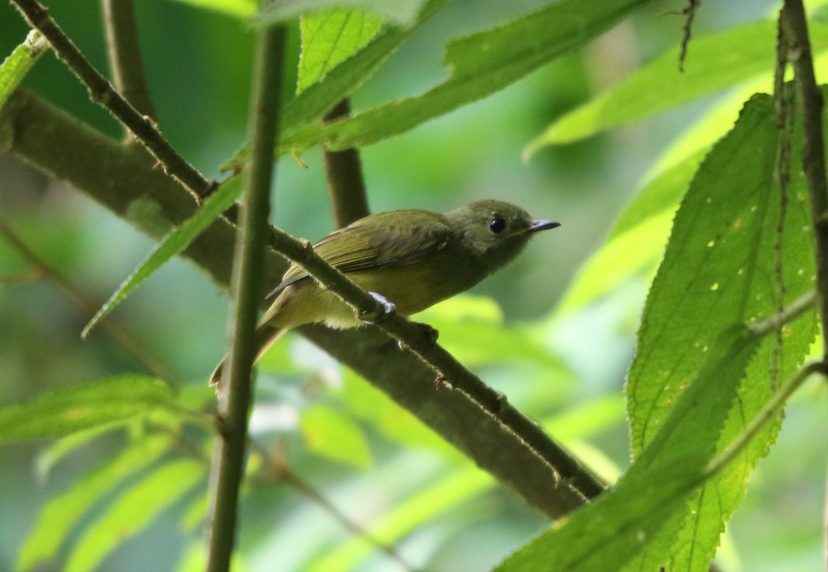 Ochre-bellied Flycatcher - ML113117151