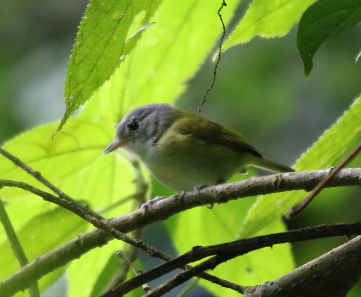 Lesser Greenlet - ML113117161