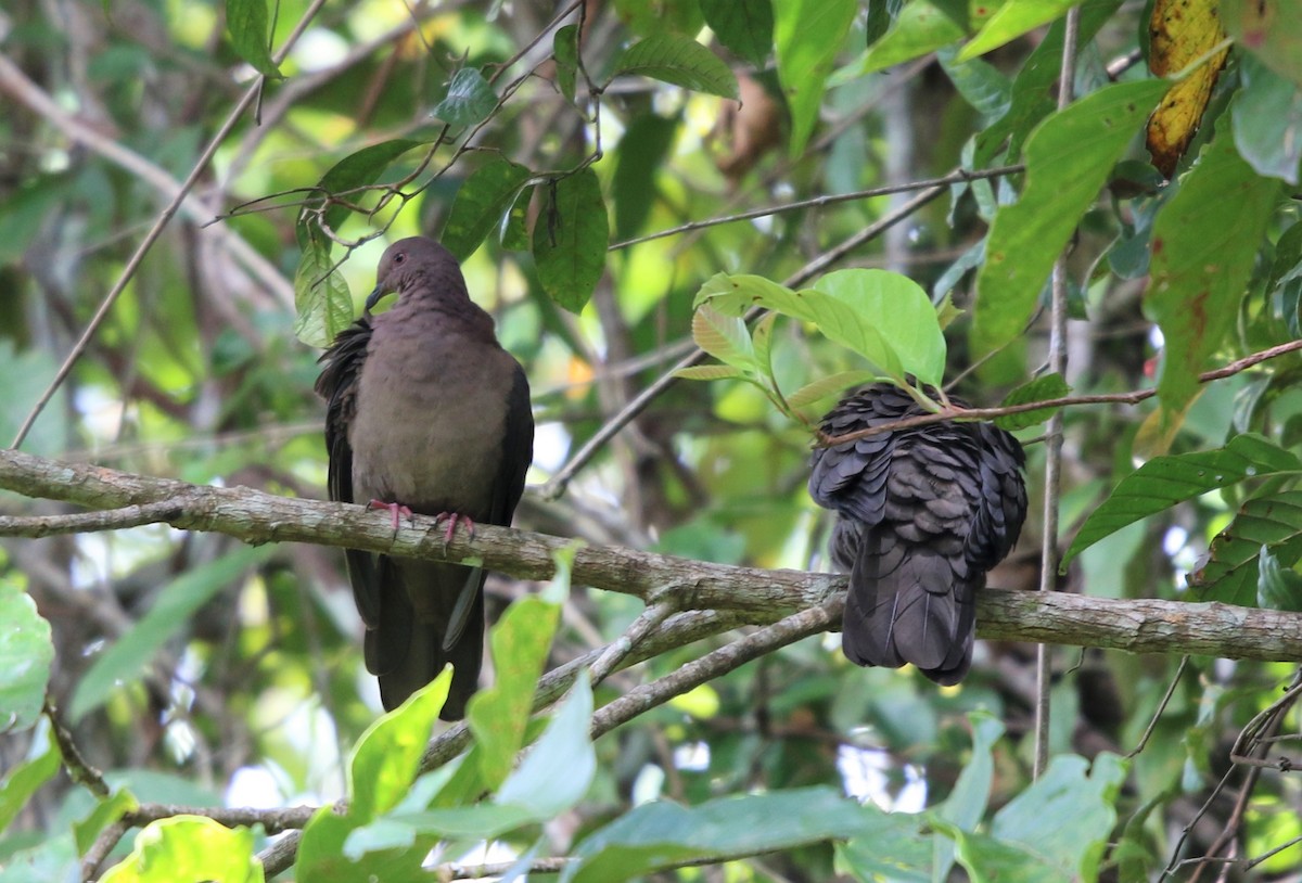 Short-billed Pigeon - ML113117391