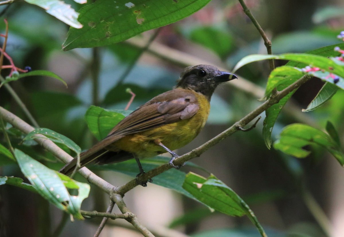 Black-throated Shrike-Tanager - ML113117891