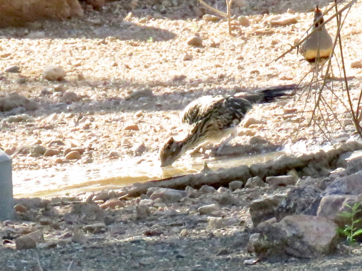 Greater Roadrunner - ML113122621