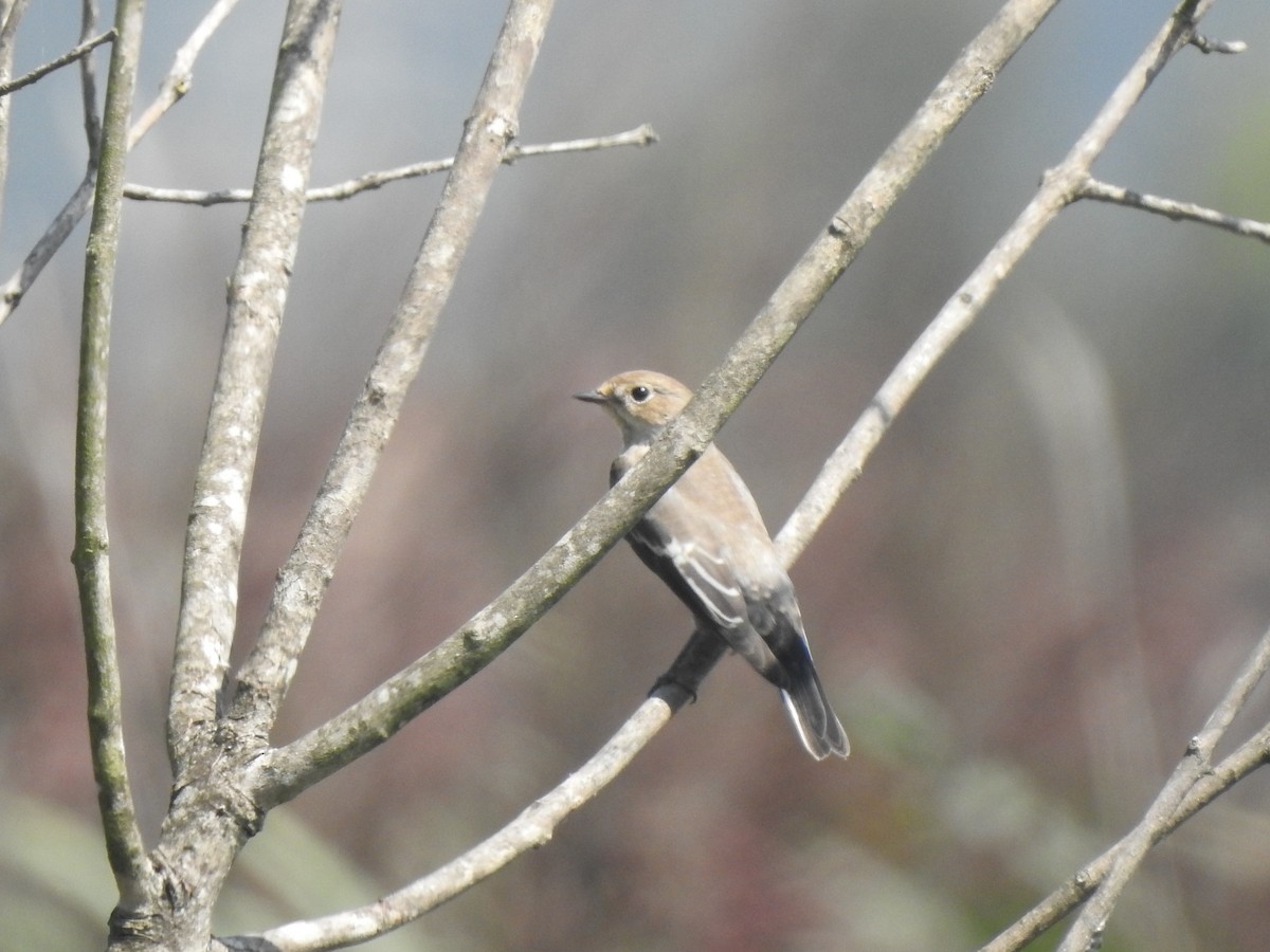 European Pied Flycatcher - M Sá & J Teixeira