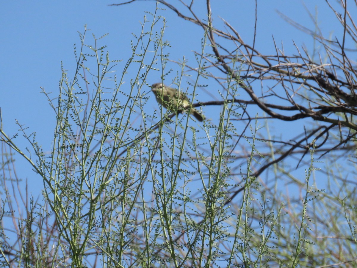 Warbling Vireo (Western) - ML113122811