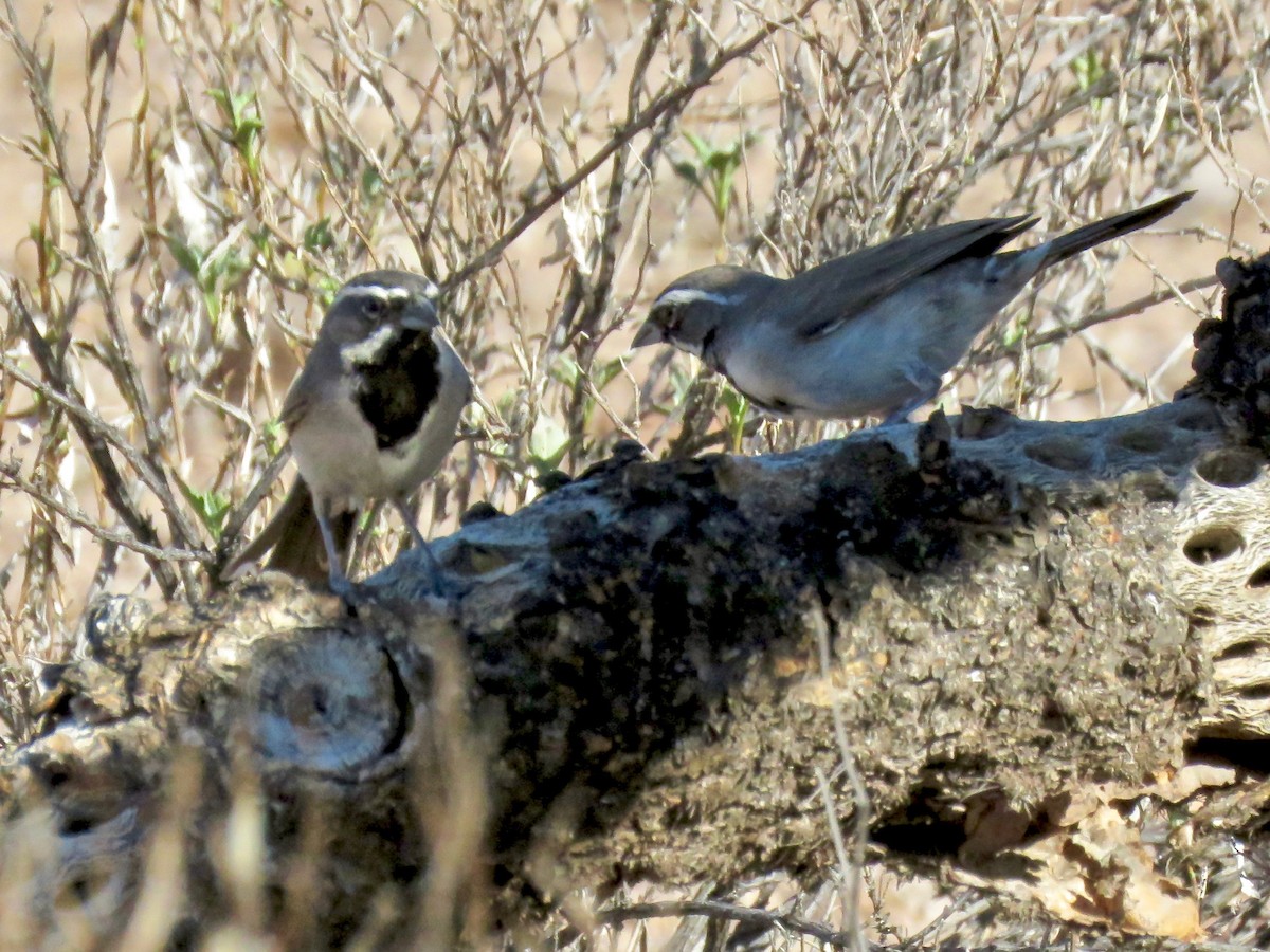 Black-throated Sparrow - ML113123471