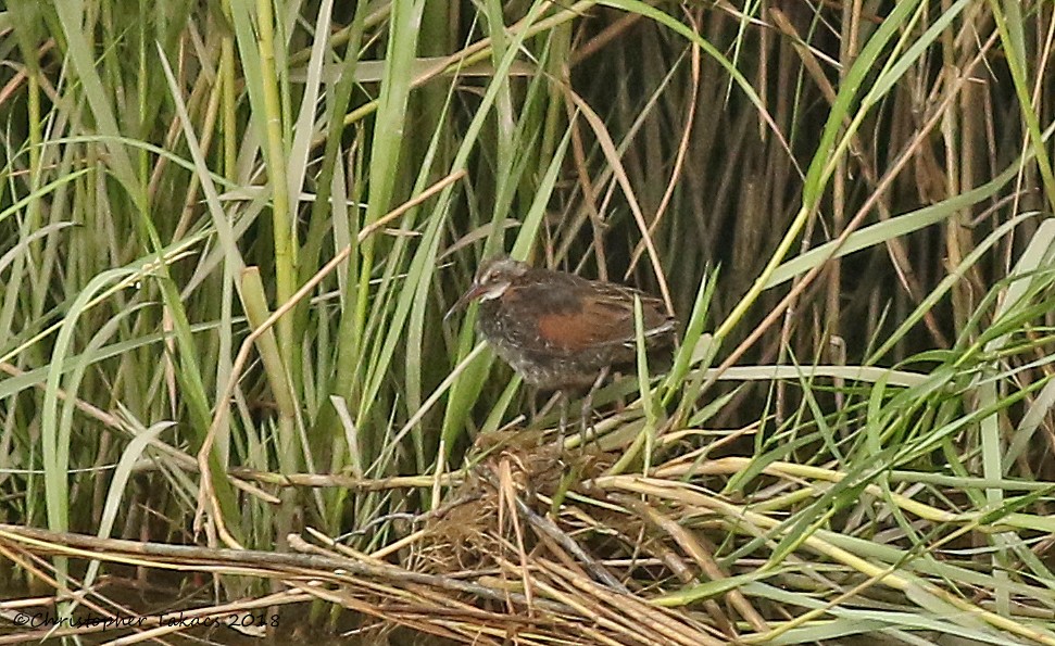 Virginia Rail - ML113126221