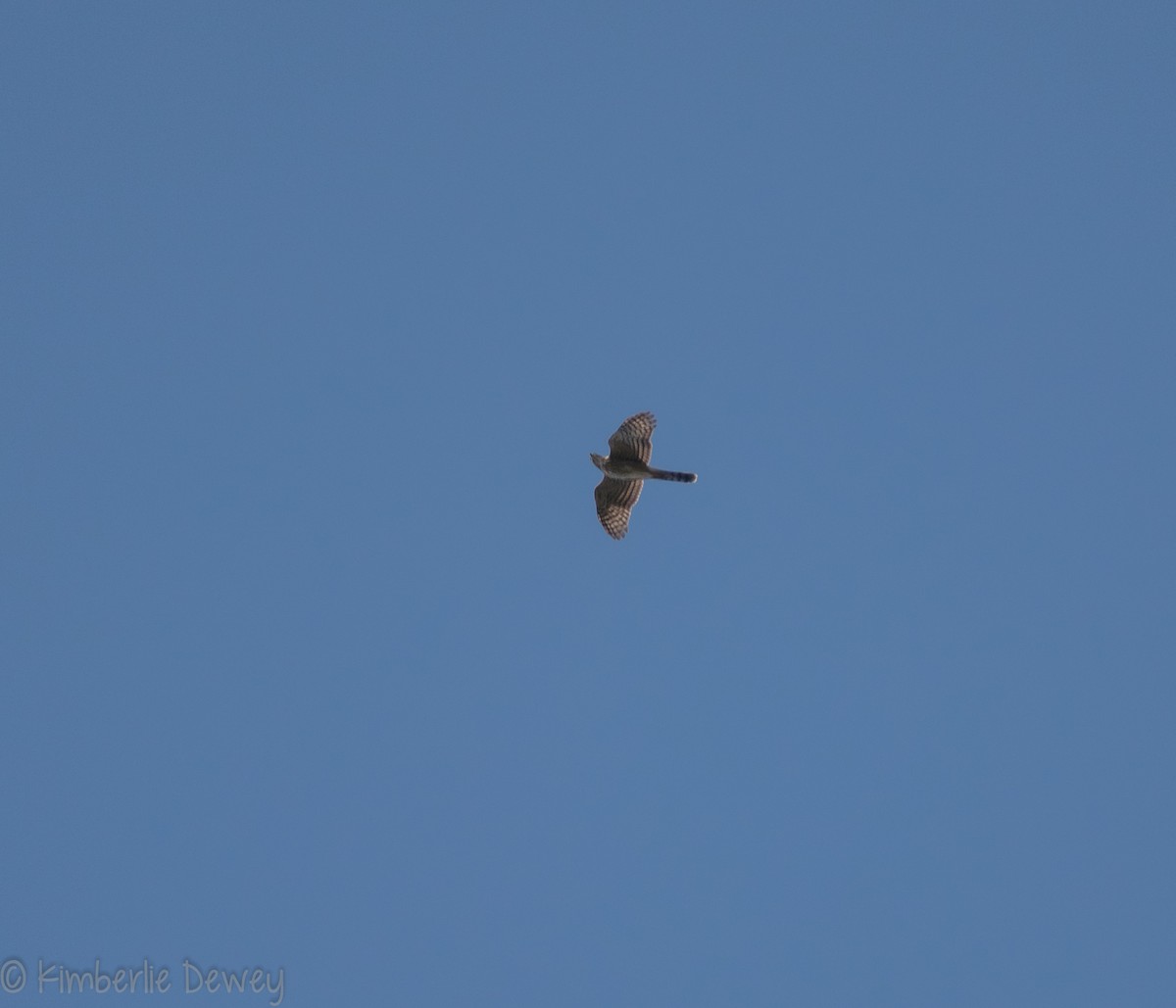 Cooper's Hawk - ML113127721