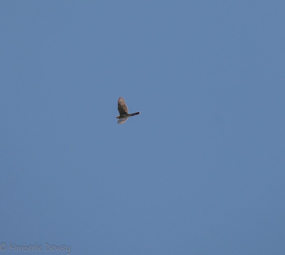 Cooper's Hawk - ML113127731