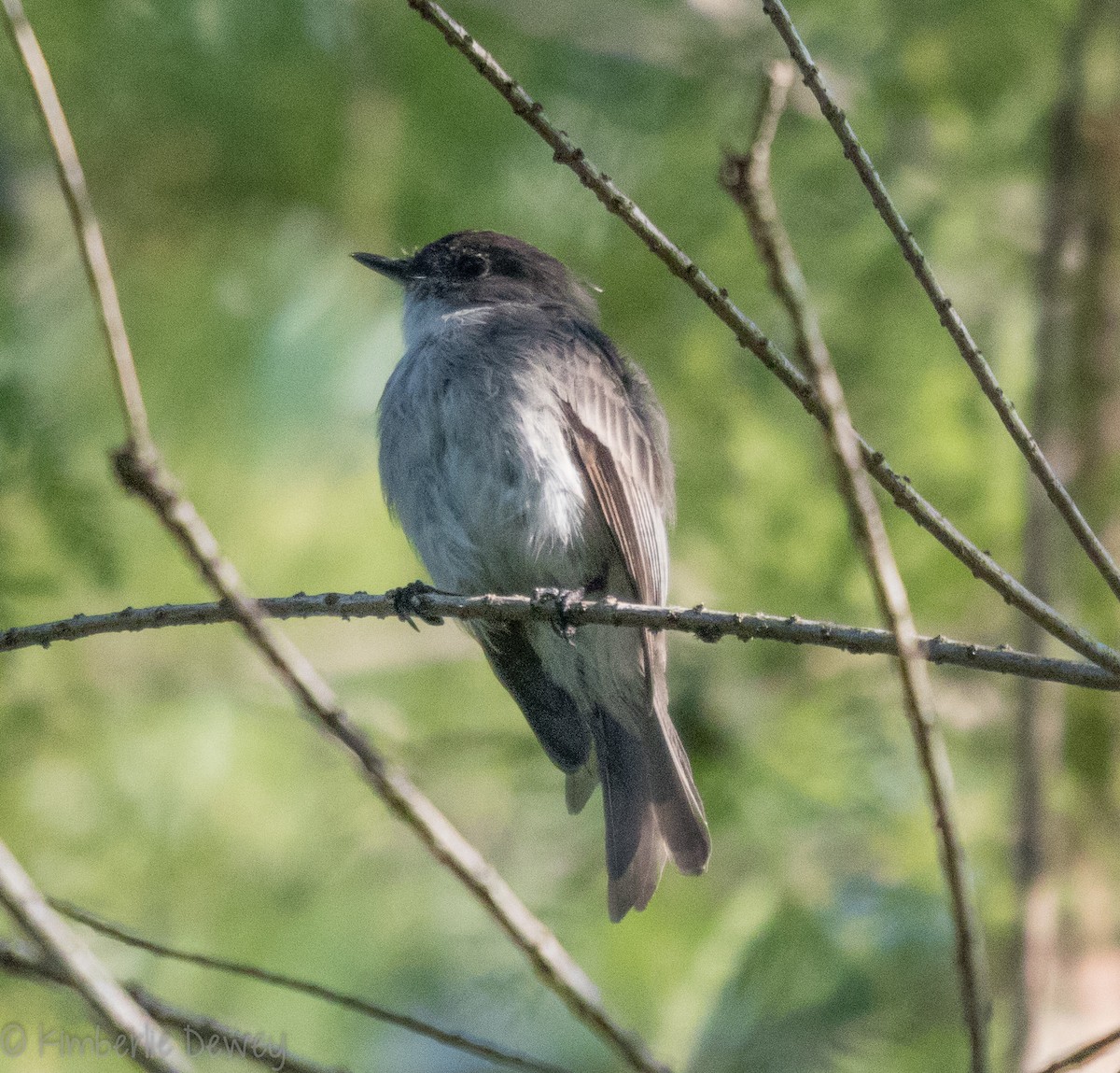 Eastern Phoebe - ML113127931