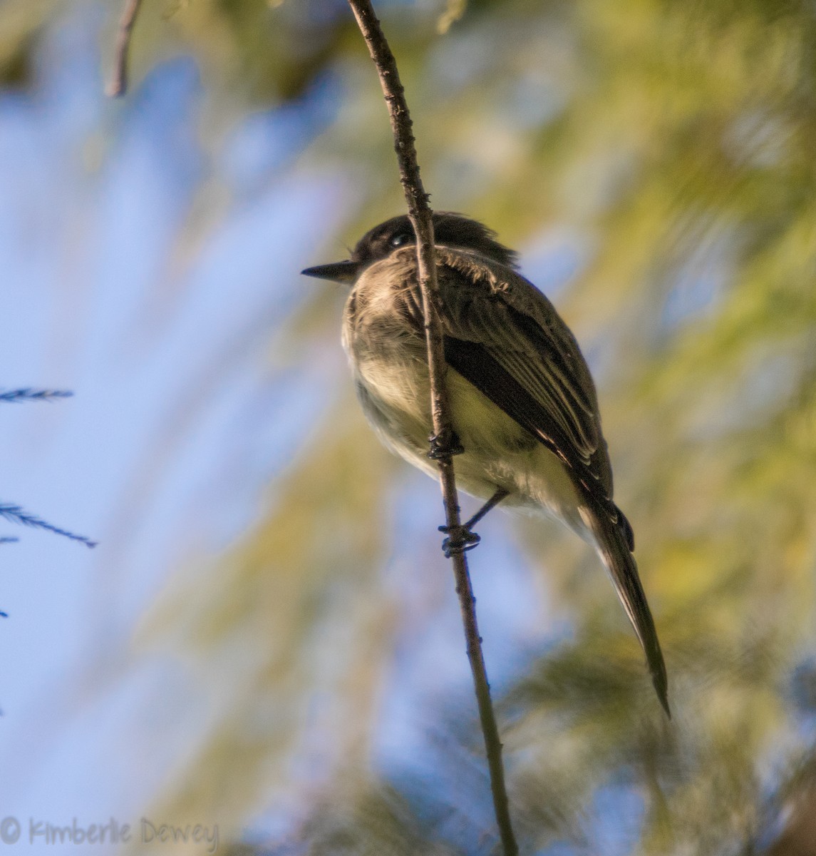 Eastern Phoebe - ML113127951