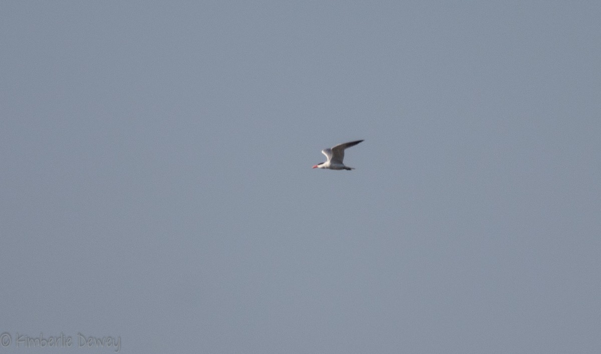 Caspian Tern - ML113128011