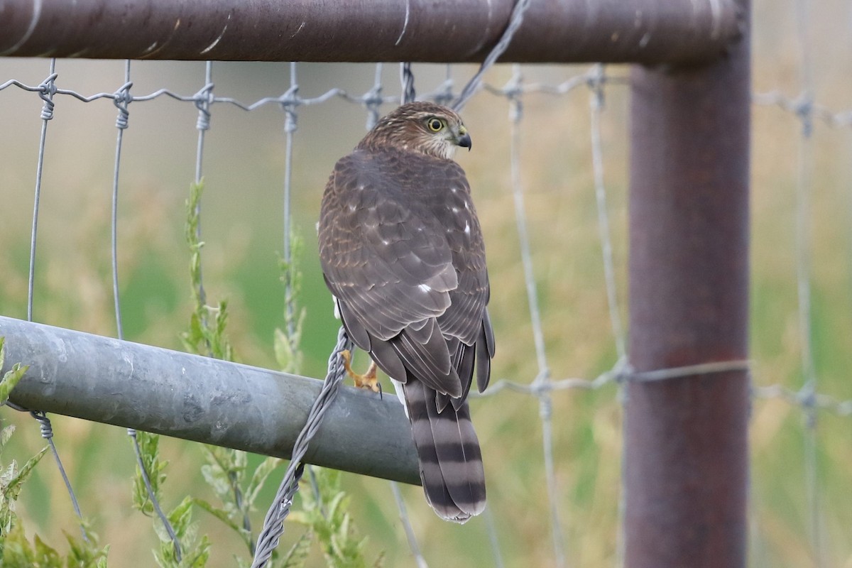 Sharp-shinned Hawk - ML113130141