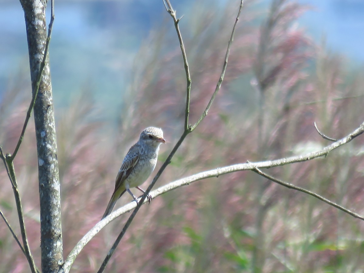 Woodchat Shrike - M Sá & J Teixeira