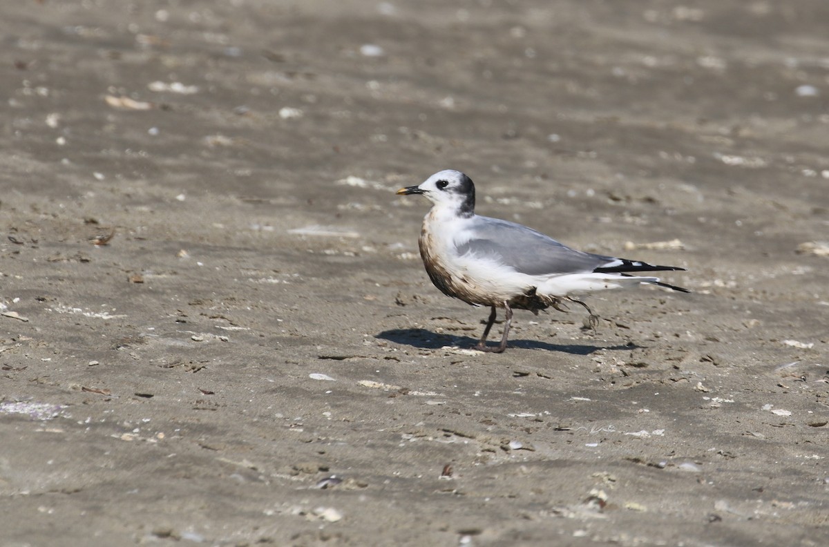 Sabine's Gull - ML113130851