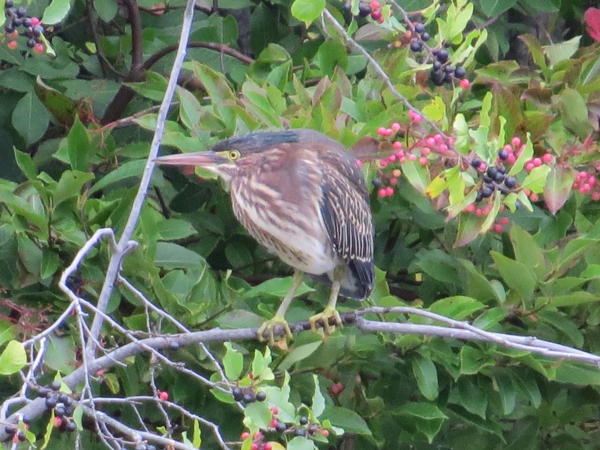 Green Heron - ML113134331