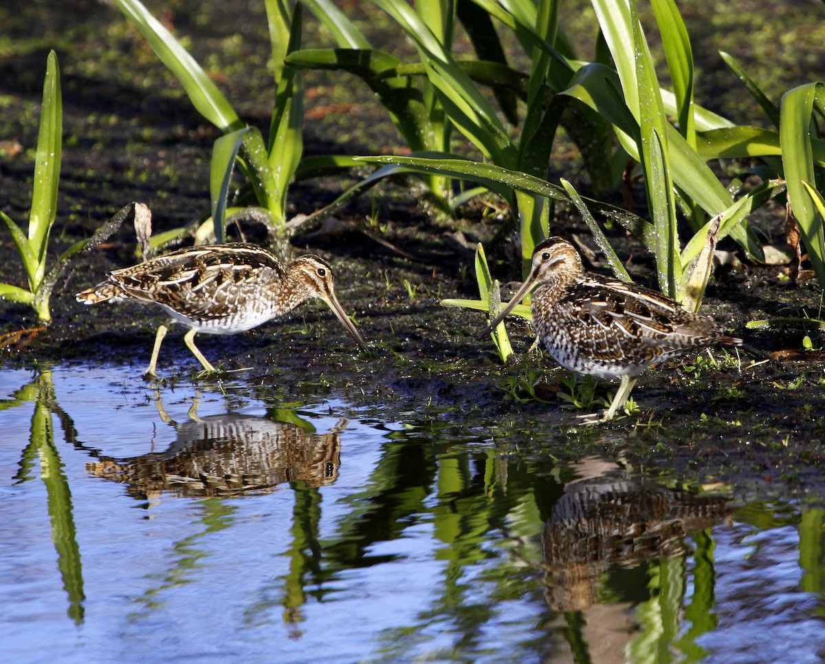 eBird Checklist - 17 Feb 2010 - Green Cay Wetlands & Nature Center - 7 ...