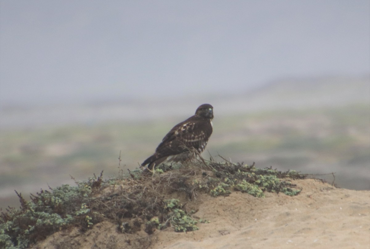 Red-tailed Hawk - Millie and Peter Thomas