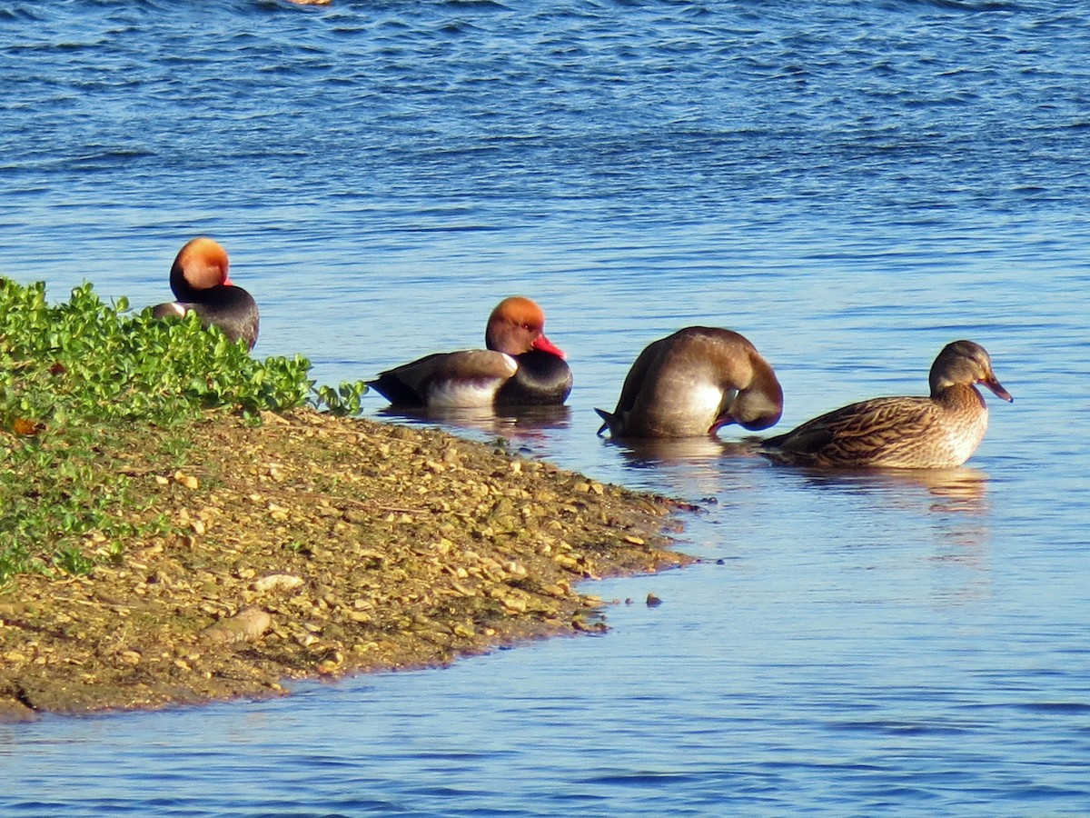 Red-crested Pochard - ML113136291