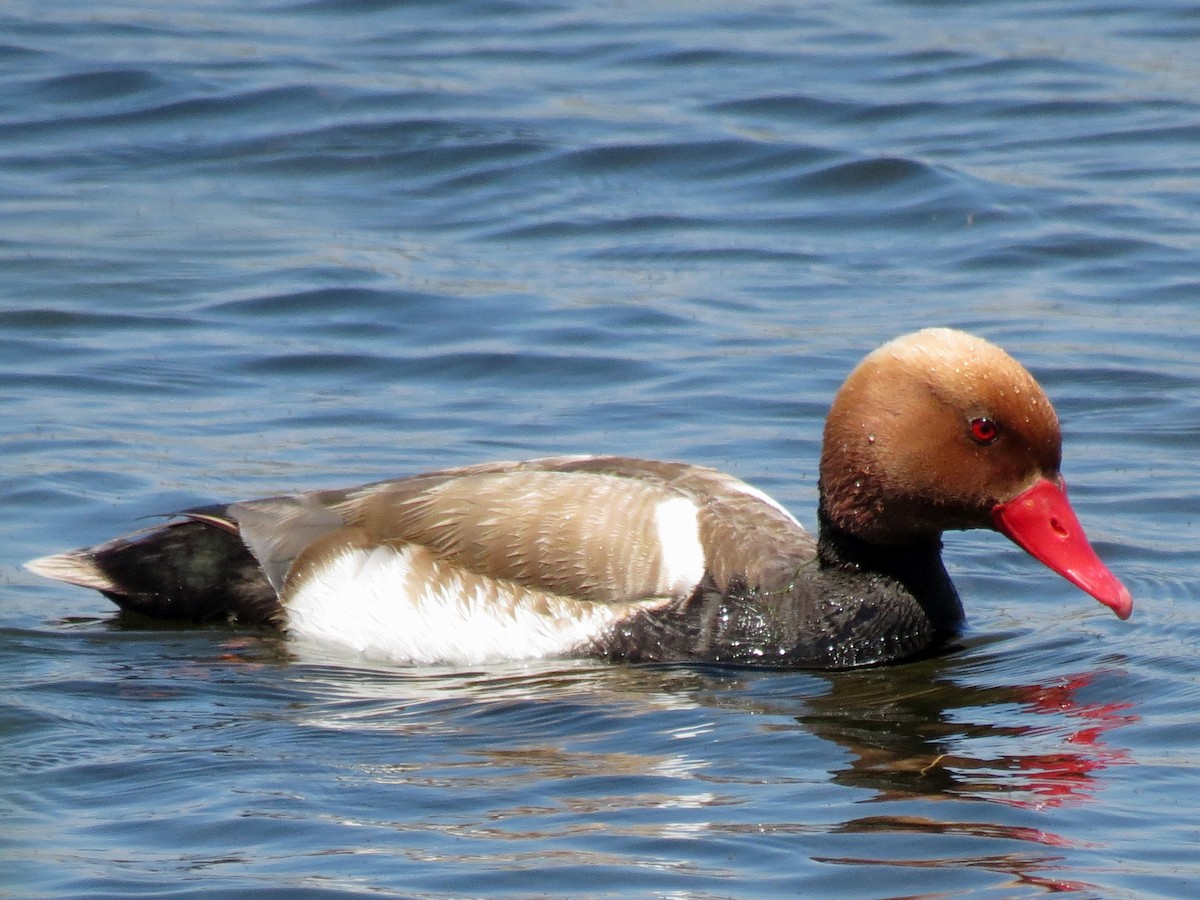 Red-crested Pochard - ML113136421