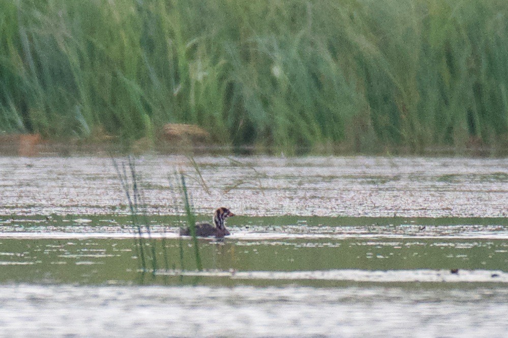 Pied-billed Grebe - ML113136991