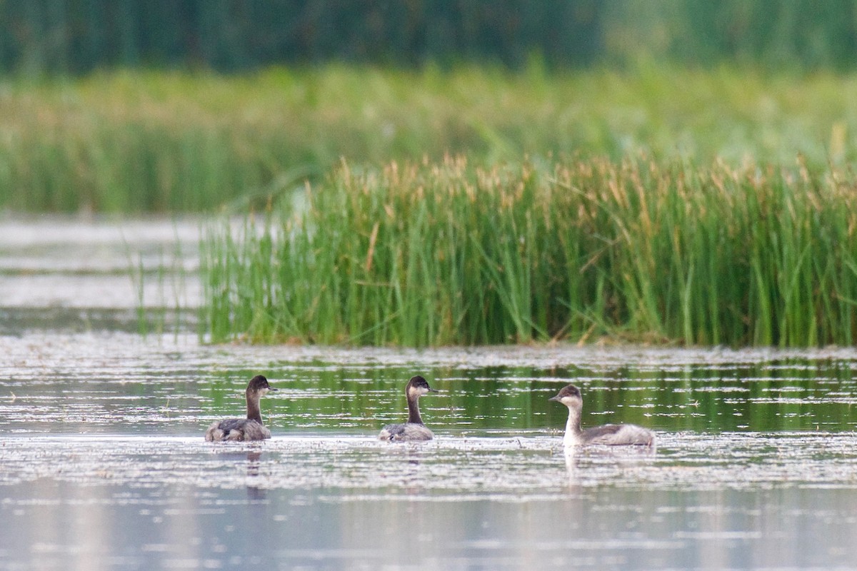 Eared Grebe - ML113137271