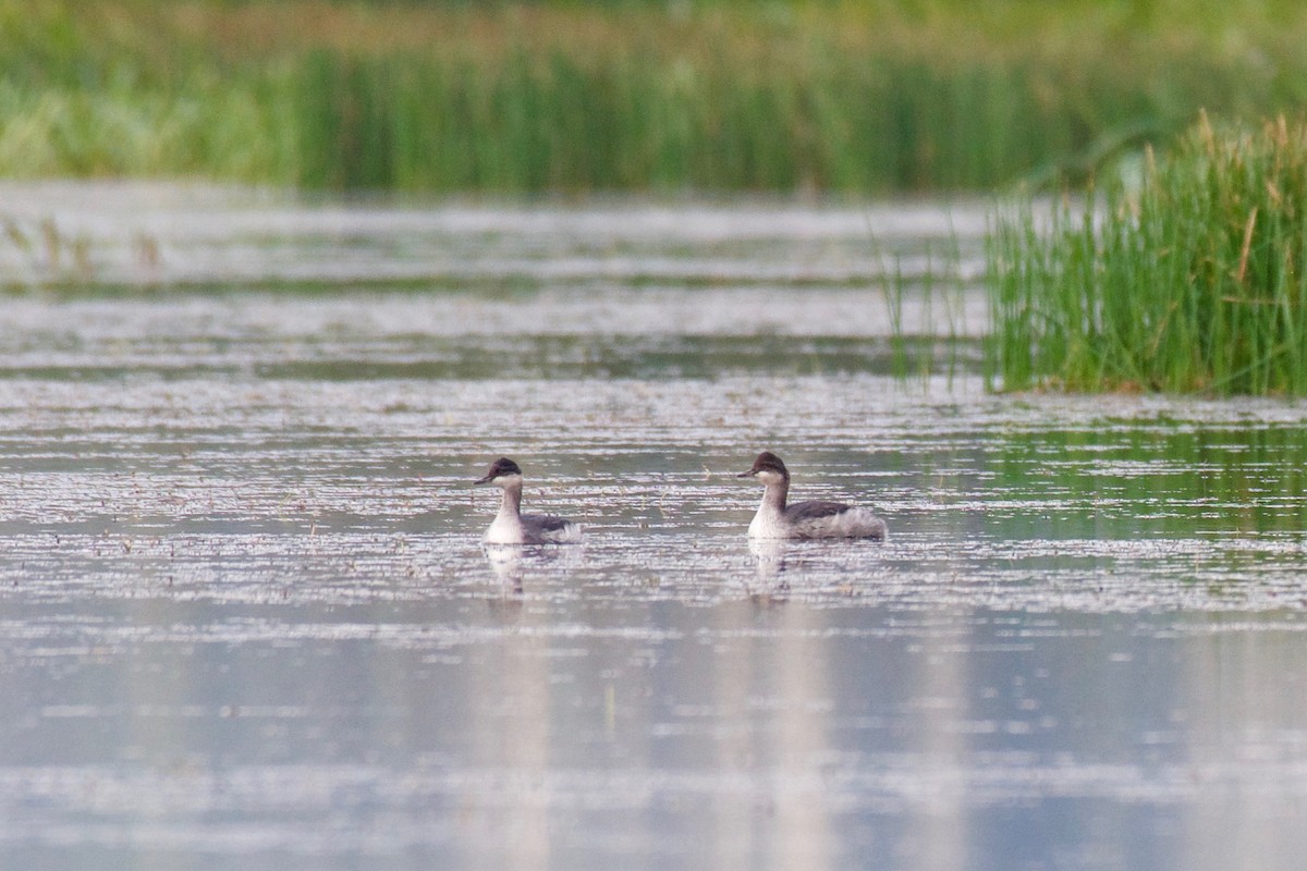 Eared Grebe - ML113137291