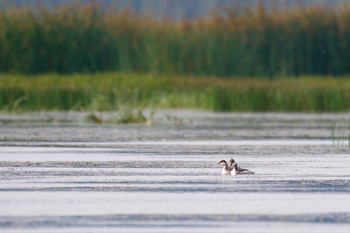 Eared Grebe - ML113137301