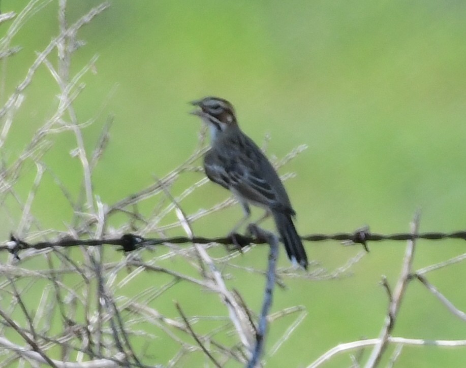 Lark Sparrow - ML113137351