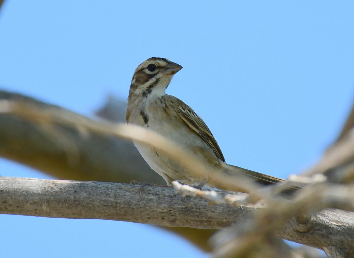 Bruant à joues marron - ML113137391