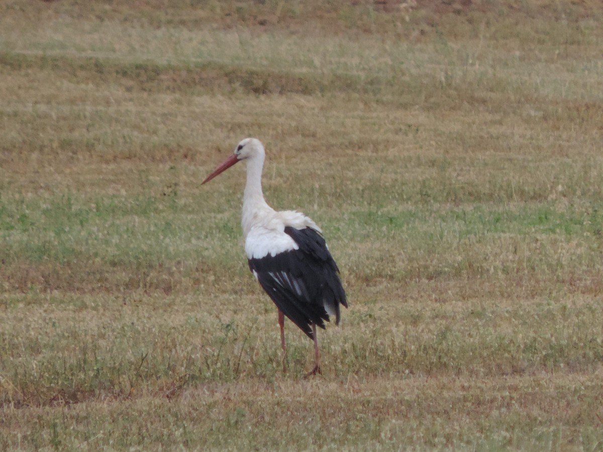 White Stork - Libor Schröpfer