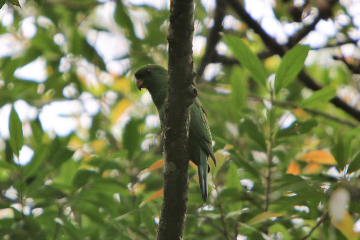 Blue-bellied Parrot - ML113138561