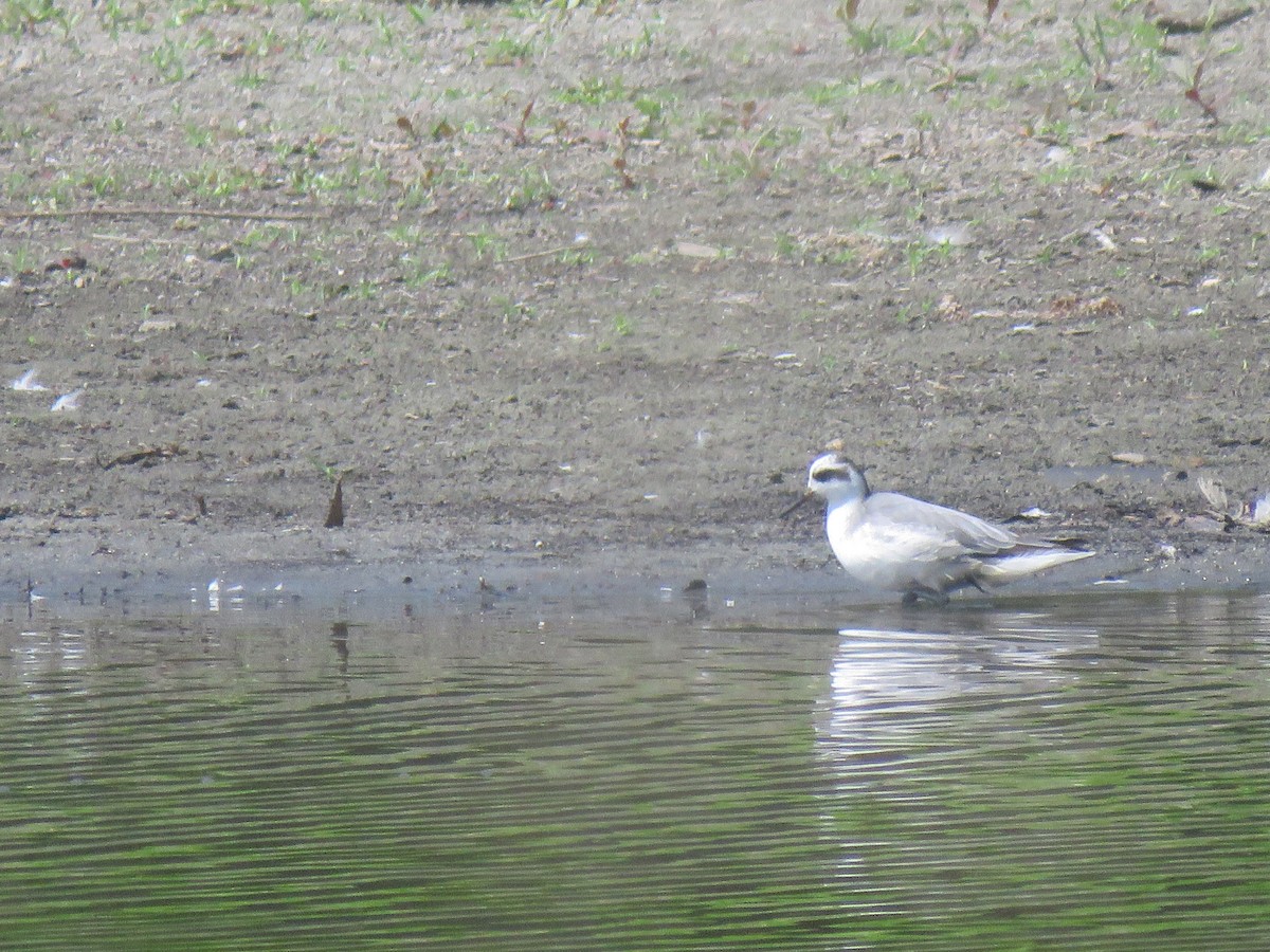 Red Phalarope - Ed Stonick