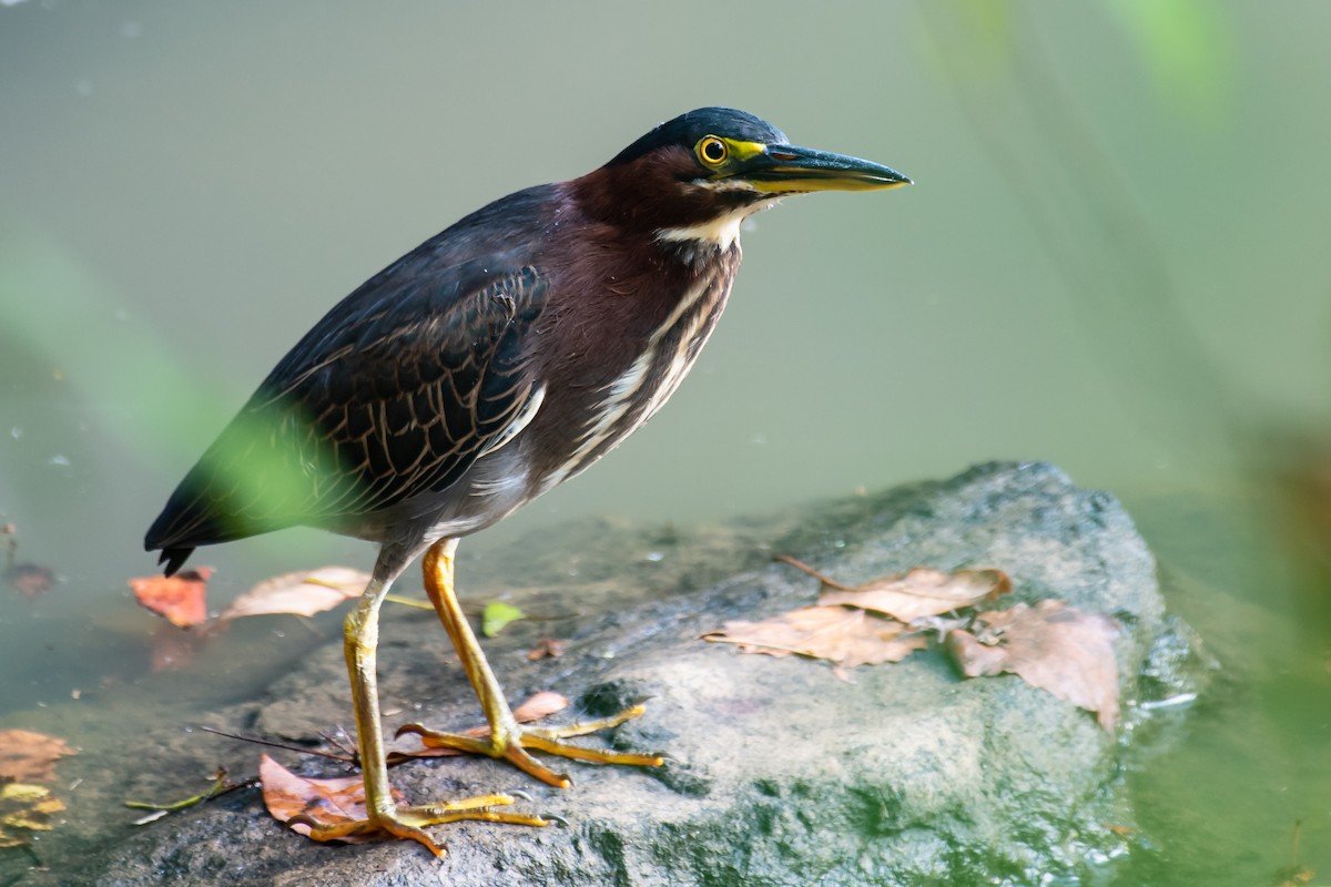 Green Heron - ML113139531