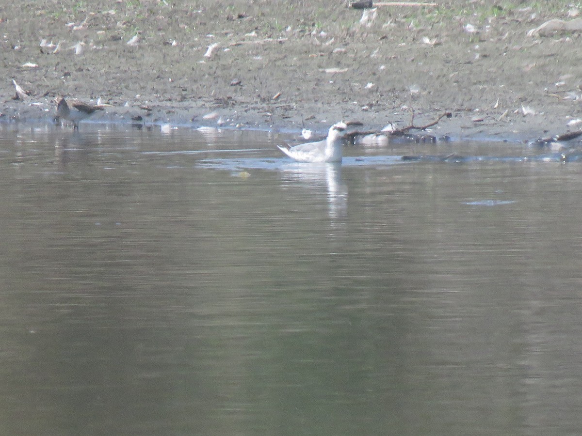 Red Phalarope - ML113139541